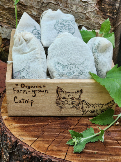 Catnip Display